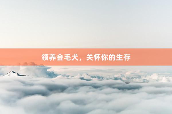 领养金毛犬,关怀你的生存